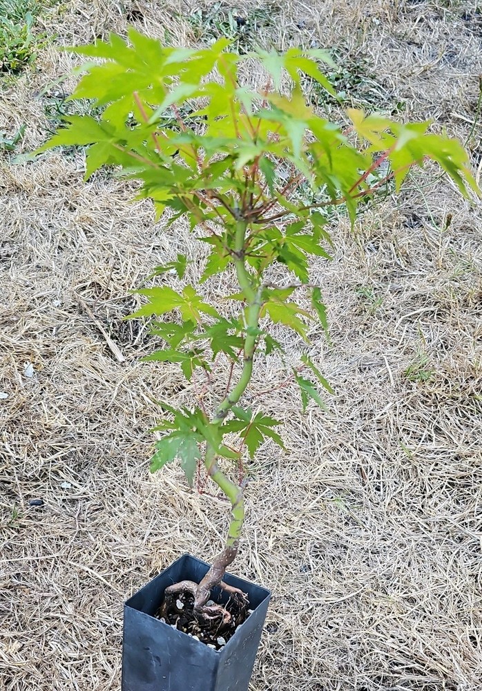 Acer Palmatum Japanese Maple Pre-Bonsai Tree 18 Inches Tall-image