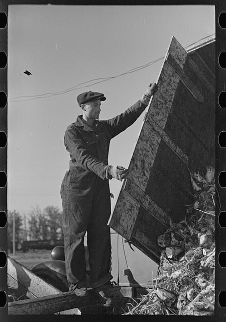 Photo:East Grand Forks Minnesota 1937 Sugar Beet Unloading Farm Worker