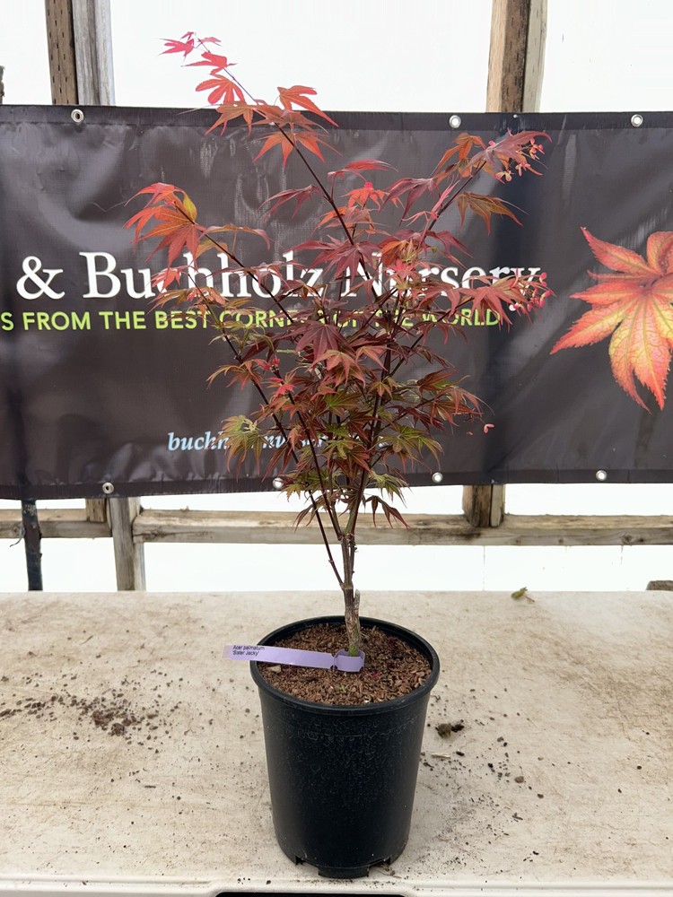 Acer palmatum 'Sister Jackie' Rare Dwarf Japanese Maple 1 Gallon-image