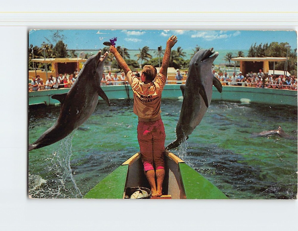 Postcard Two Porpoises Jump for Fish Seaquarium Miami Florida USA