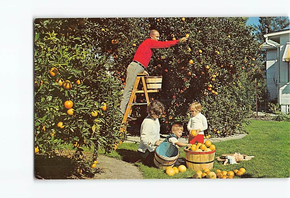 Postcard Family Picking Oranges in their Backyard Florida USA