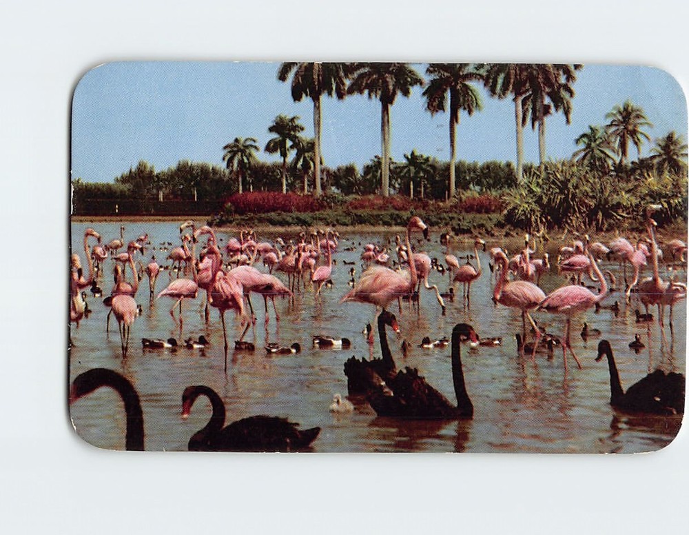 Postcard Flamingos and Swans Infield Lake Hialeah Race Course Miami Florida USA