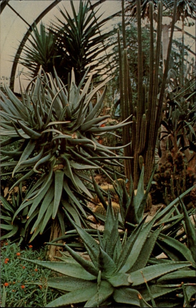 St Louis Missouri Desert House Botanical Garden cactus plants ~ 1980 postcard