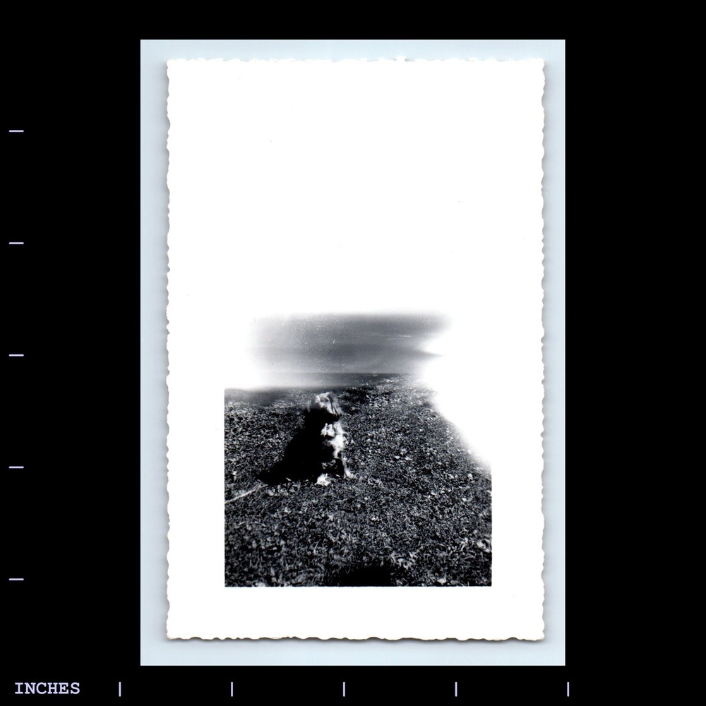 Vintage Photo DOG OUTSIDE ABSTRACT GHOST LIGHT