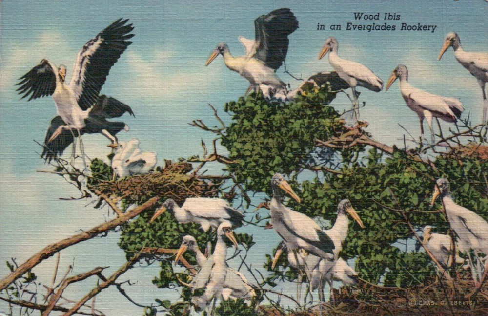 Wood Ibis Everglades Rookery Florida Bird - Old Vintage Standard Linen Postcard