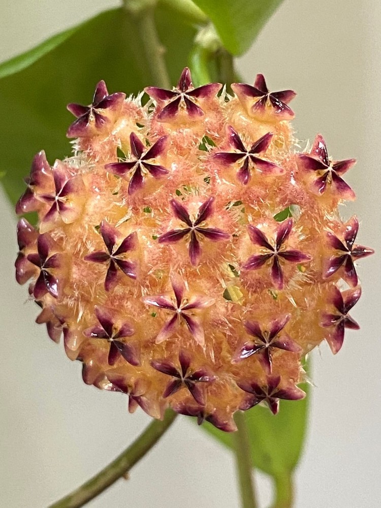 Hoya mindorensis Well Rooted Plant