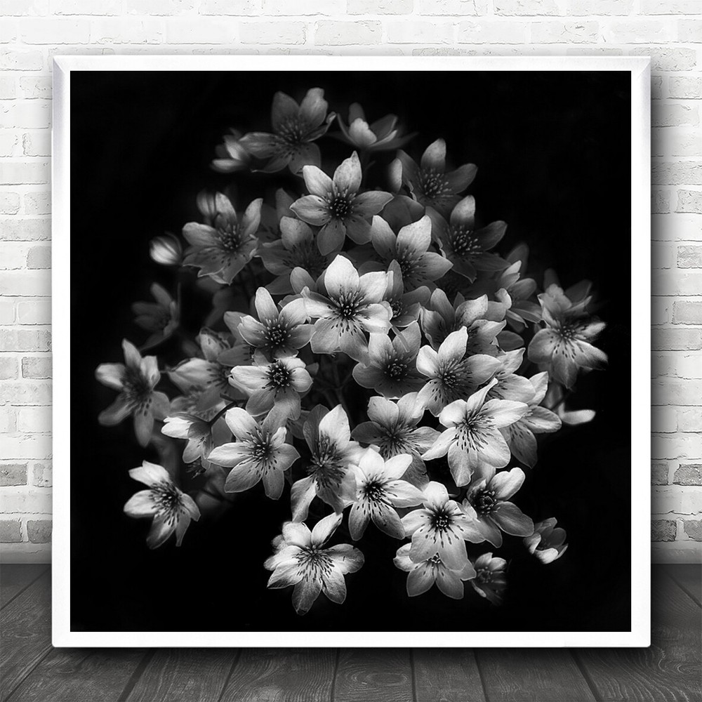 Clematis Blossoms Belgium Bruges Flowers Flower Bouquet Square Wall Art Print