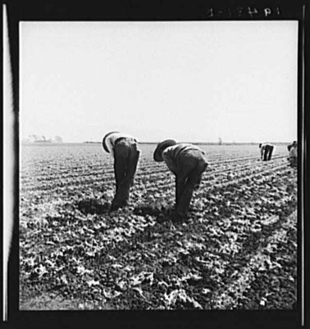 Salinas Valley Monterey County California 1939 Filipino Boys Thinning Lettuce