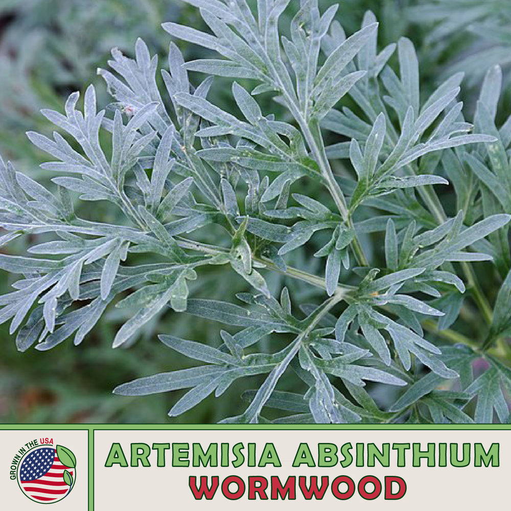 2000+ Wormwood Seeds, Artemisia absinthium, Absinthe Herb, Bitters, Medicinal-image