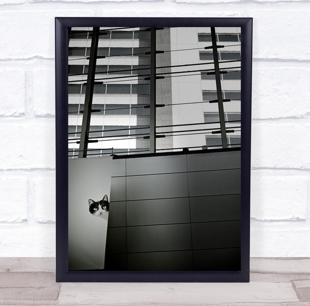 By Chance Building Urban Architecture Cat Street Animal Animals Art Print