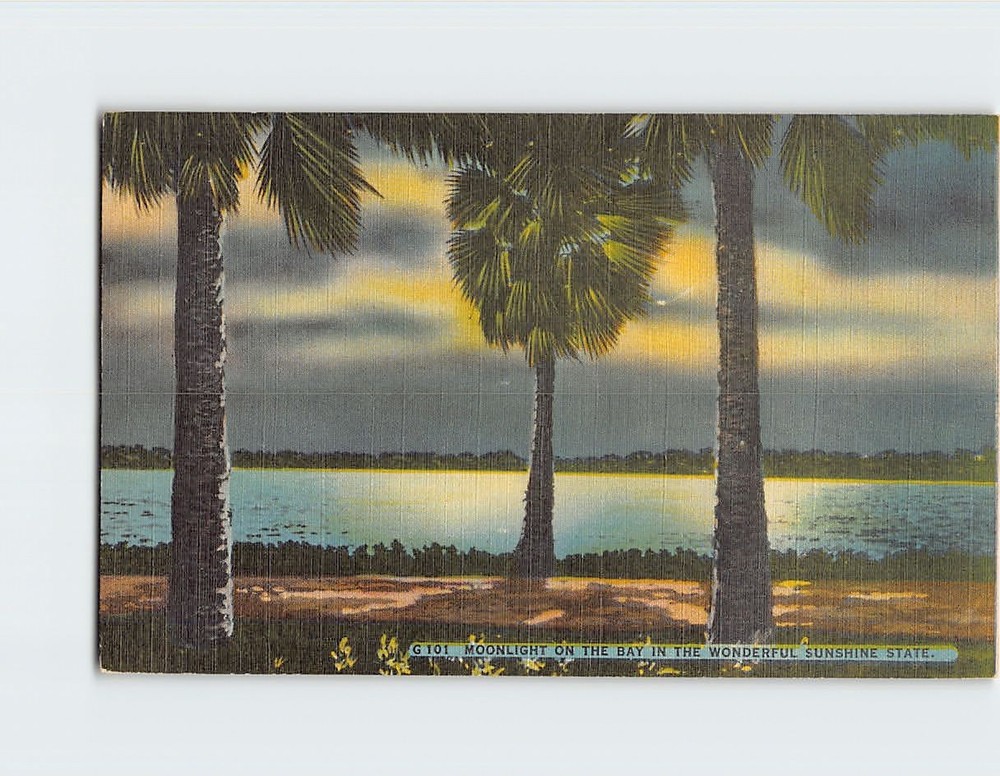 Postcard Moonlight On The Bay In The Wonderful Sunshine State Florida USA