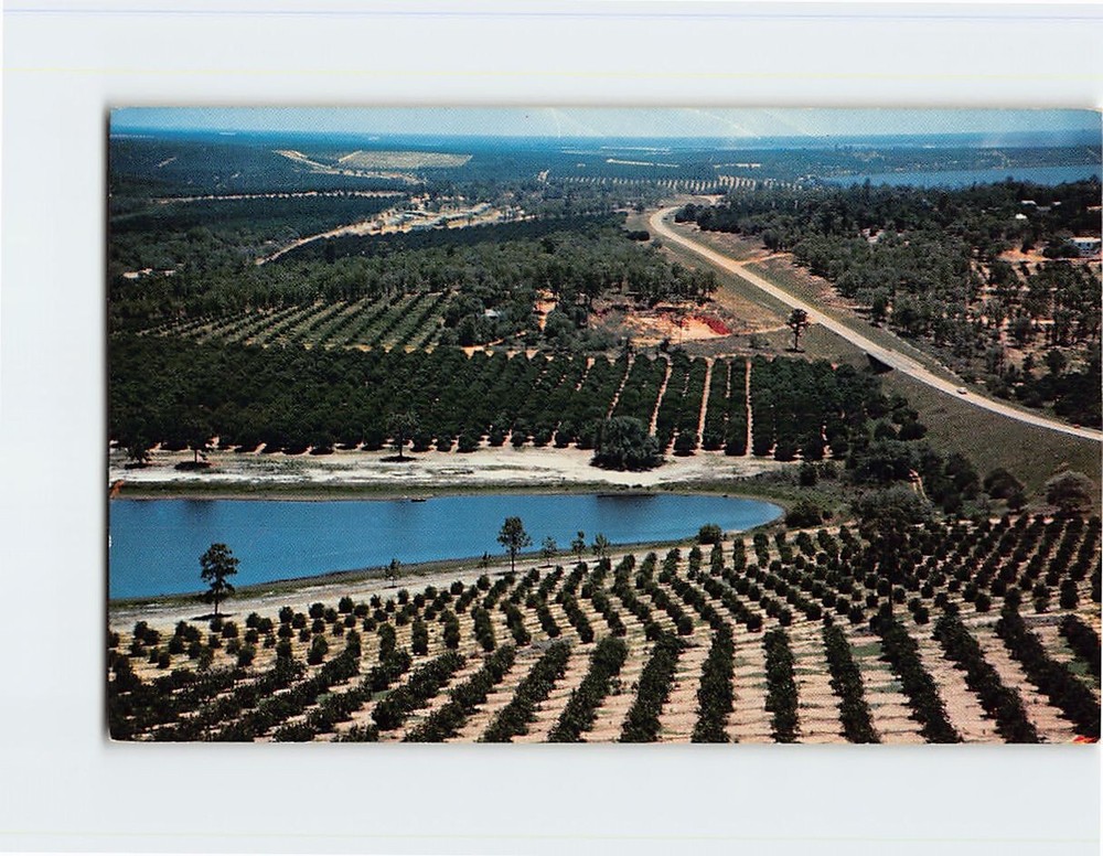 Postcard Citrus Groves & Lakes Florida USA