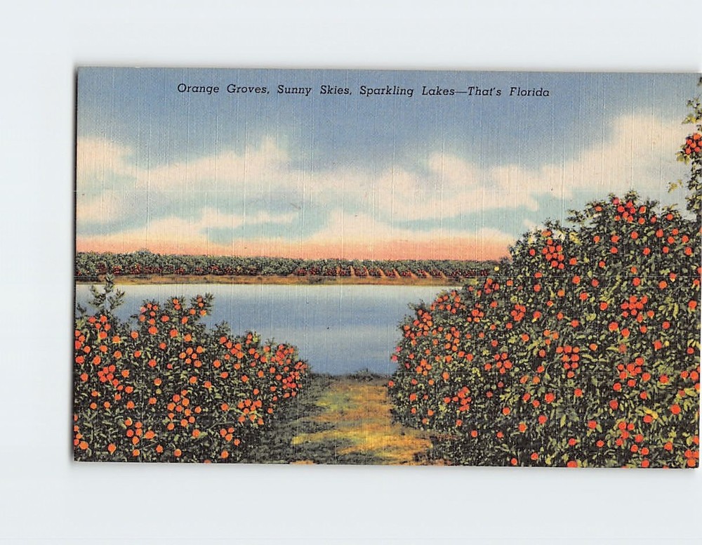 Postcard Orange Groves Sunny Skies Sparkling Lakes Thats Florida USA