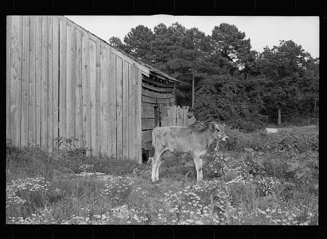 Photo:1930s Calf Barn Pasture Rural Farm Scene