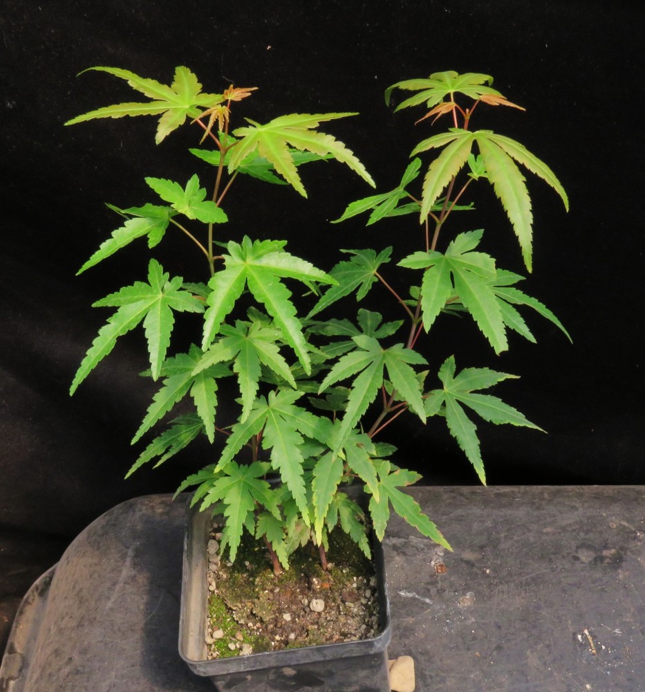 2 Mikawa Yatsubusa Japanese Maple Tree Seedlings - Acer Palmatum Ssp. Amoenum-image