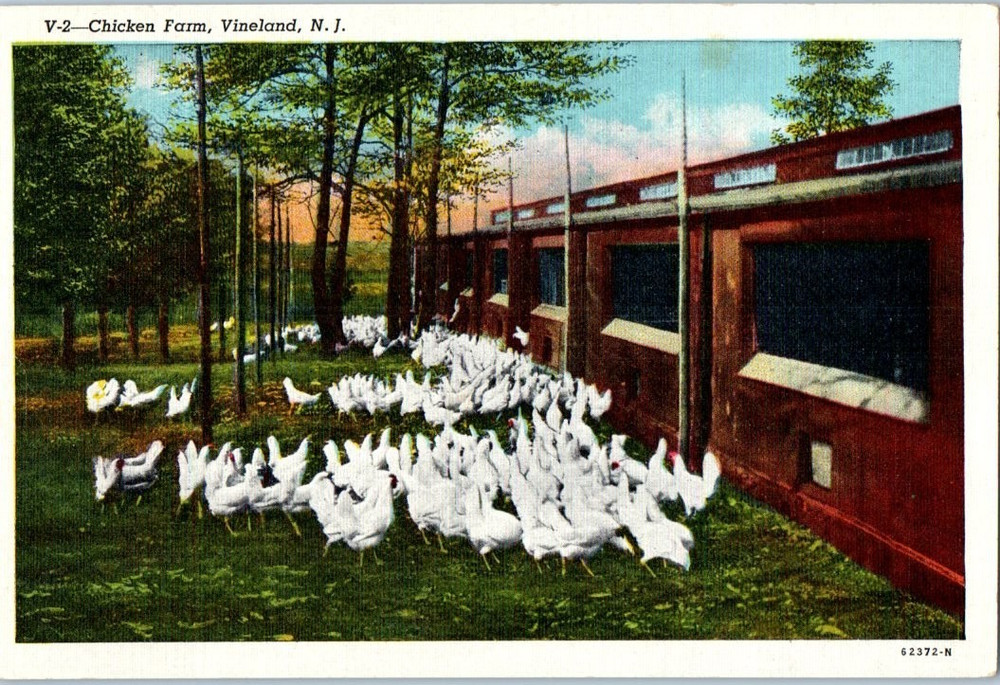 Vintage Postcard 1916 Chicken Farm, Vineland, New Jersey (NJ)