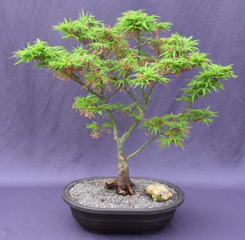 Green Japanese Maple Bonsai Tree Live Outdoor Acer Palmatum Mikawa Yatsubusa 20