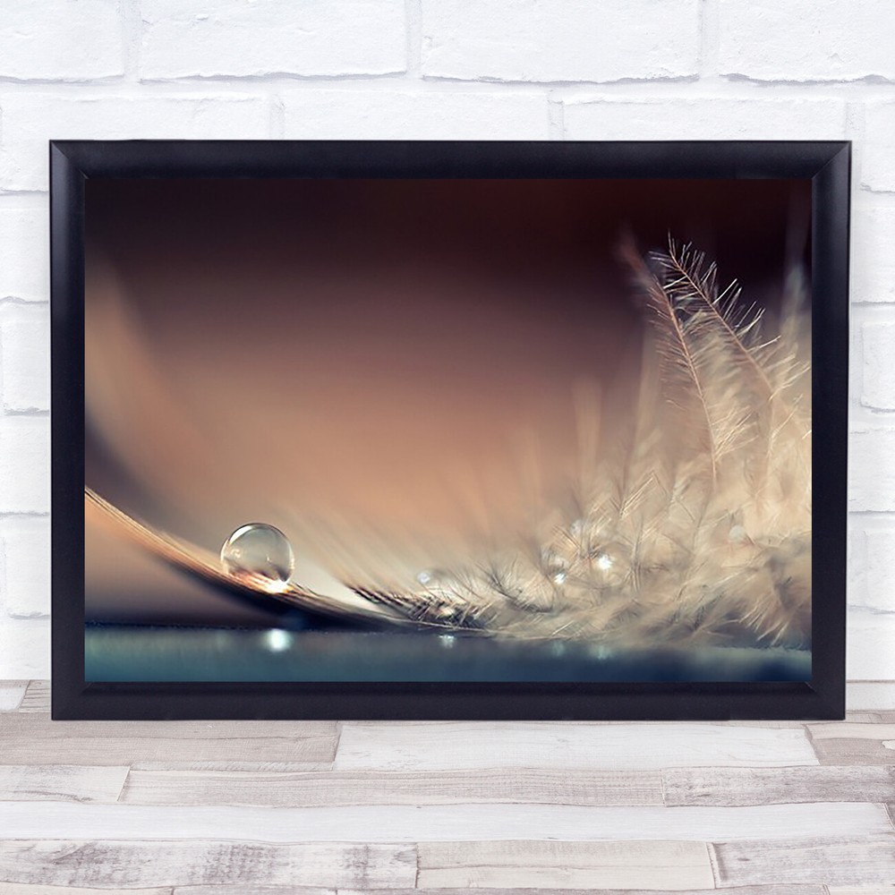 Stories Of Drops Water Drop Droplet Feather Soft Delicate Still Wall Art Print