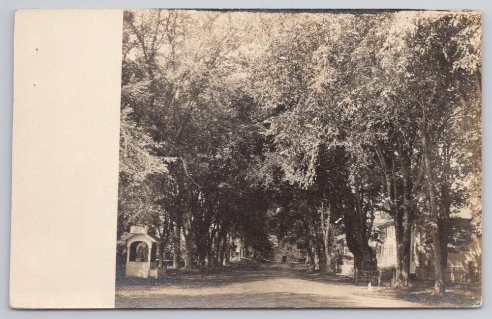 Vintage RPPC Tree Lined Street Avenue Early 1900s Real Photo Postcard