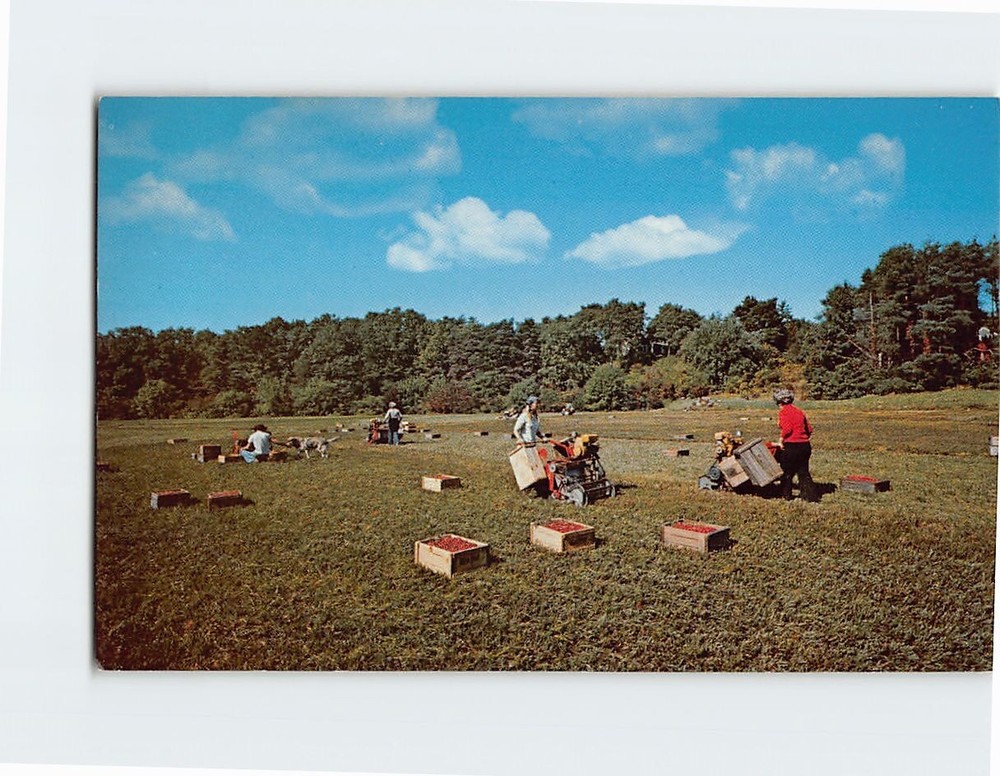 Postcard Harvesting Cranberries Cape Cod Massachusetts USA