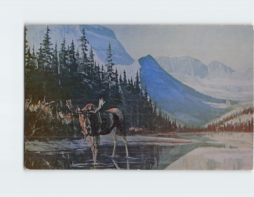 Postcard The Glacier Park Moose Montana USA