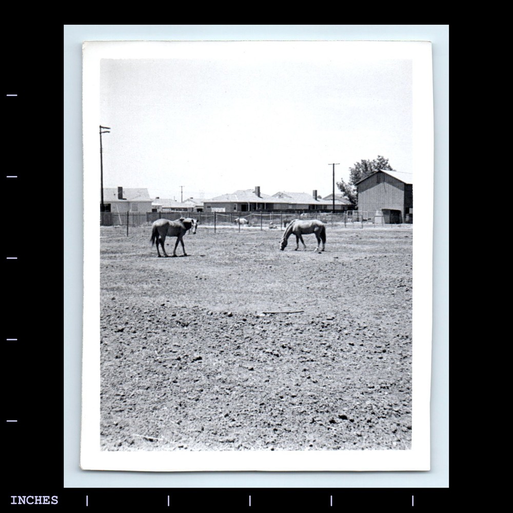 Old Vintage Photo HORSES IN FIELD