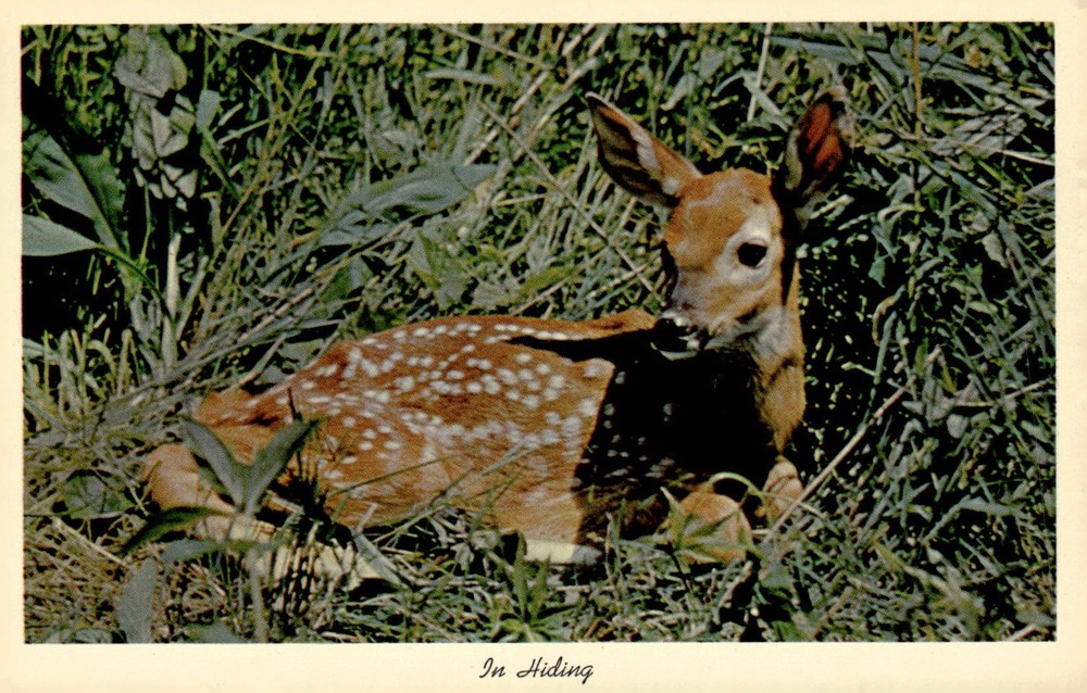 1950s Curteichcolor In Hiding Fawn Baby Deer Wildlife Nature Chrome Postcard