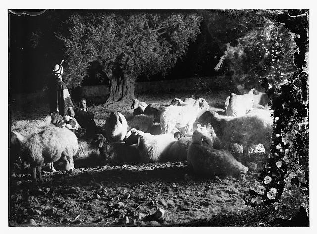 Photo:23rd Psalm Sheep 1900s Night Shepherd with Flock