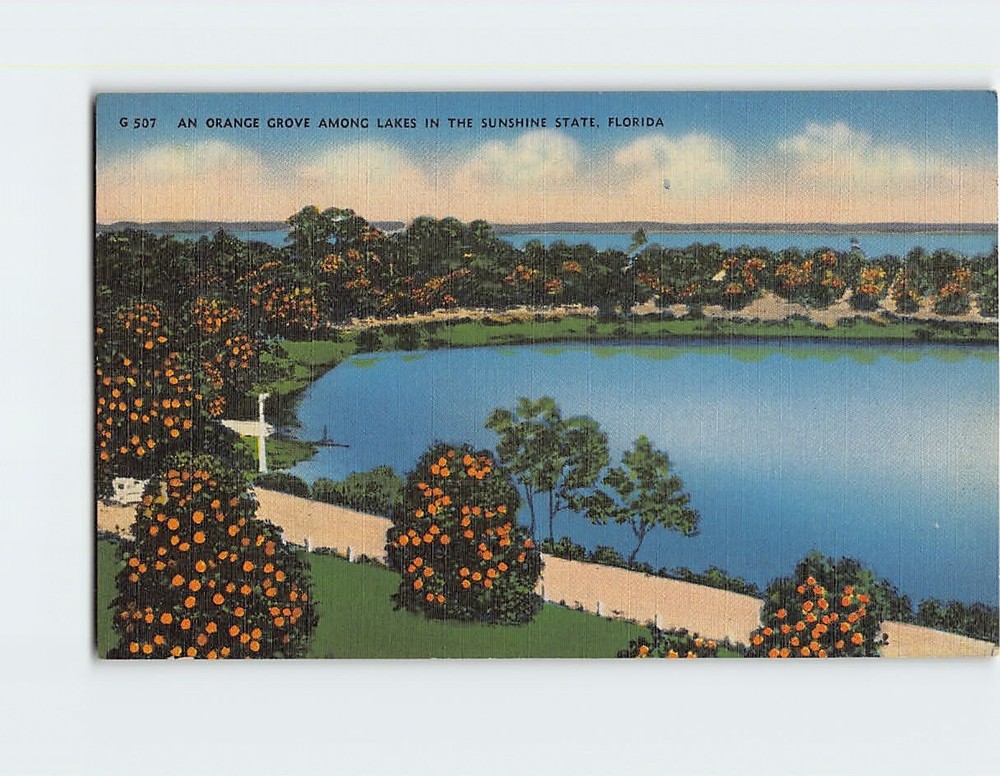 Postcard Orange Grove Among Lakes in Florida USA