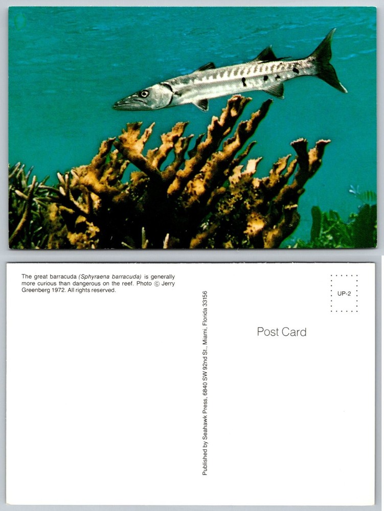 Vintage 1972 Great Barracuda Fish Underwater Reef Florida Postcard