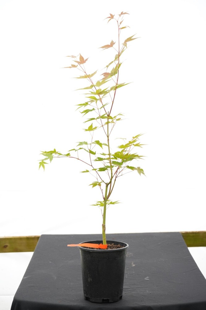 Acer oliverianum ‘Hot Tamale’ Japanese Maple 1 Gallon RARE!!!