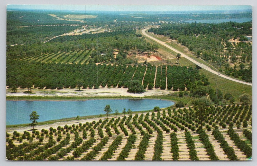 Vintage Florida Citrus Tower Aerial View Postcard Groves Lakes Koppel Chrome