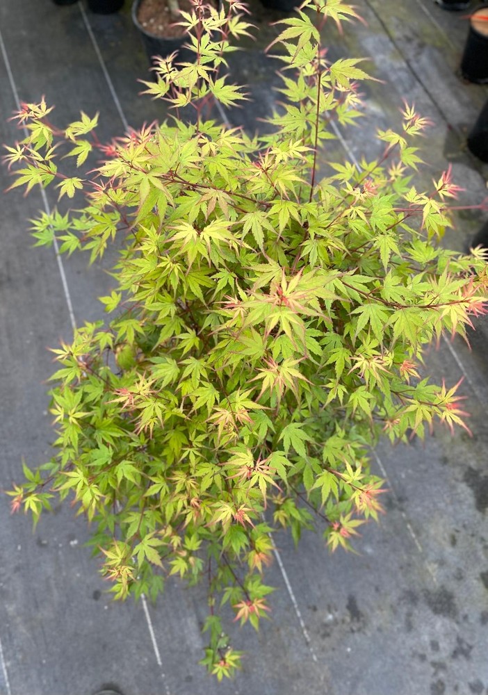 Acer palmatum 'Kuro hime' (Kuro hime Japanese Maple) Large!-image