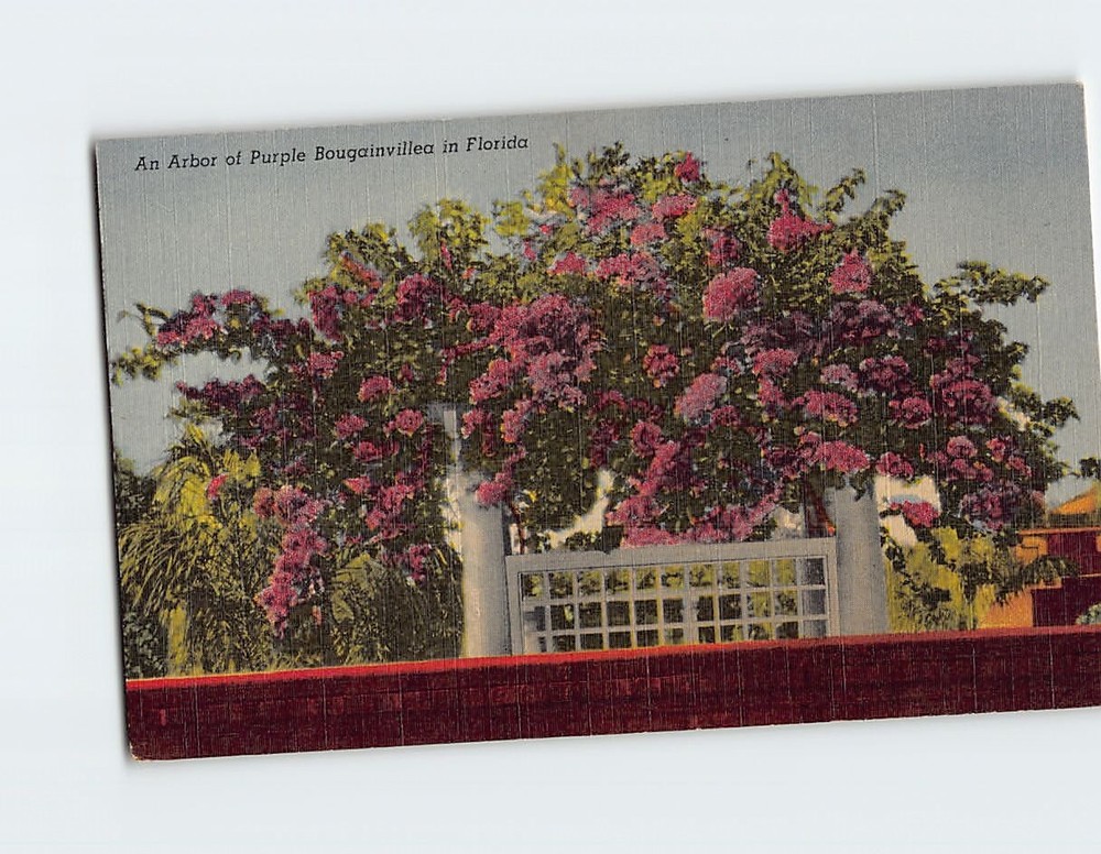 Postcard An Arbor of Purple Bougainvillea in Florida USA