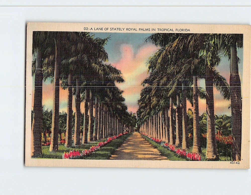 Postcard Lane of Stately Royal Palms in Tropical Florida USA