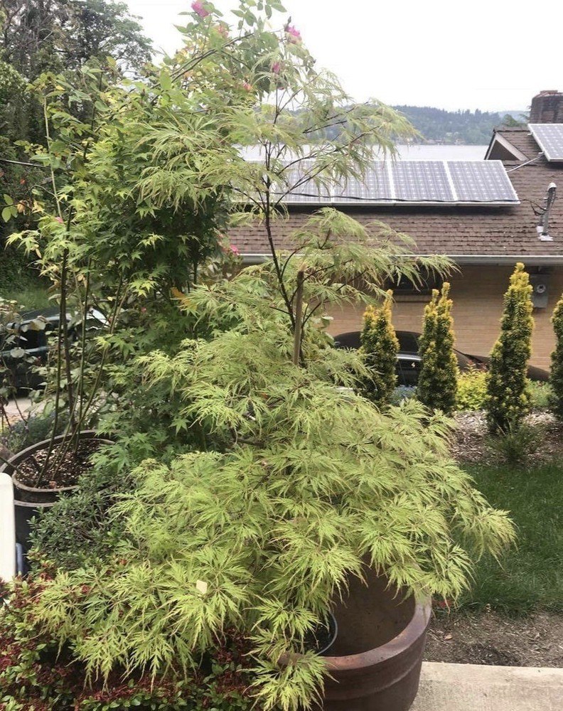 Japanese Maple Tree “Berrima Bridge” Cascading Laceleaf Dwarf Acer Palmatum-image