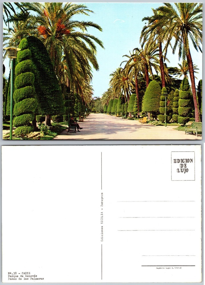 Continental Alicante Palm Garden Postcard