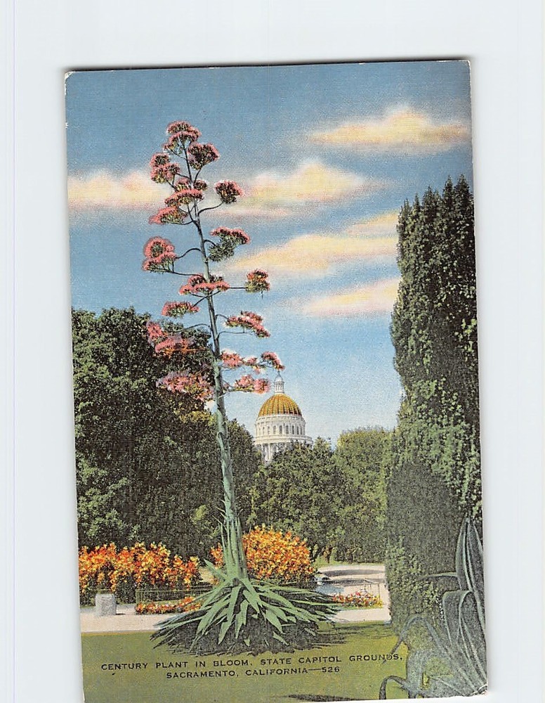 Postcard Plant in Bloom State Capitol Grounds Sacramento California USA