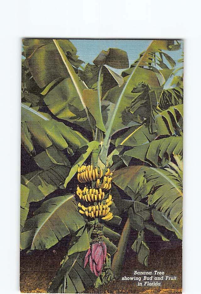 Postcard Banana Tree showing Bud and Fruit in Florida USA North America