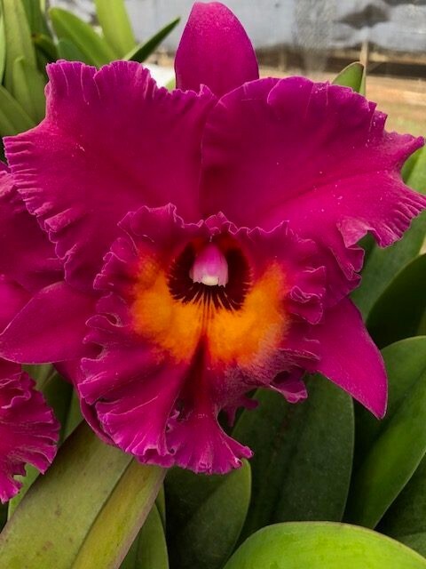 (529-3)Blc.Cornestone 'Perfection' x Blc.Hawaiian Ruby Paradise  young plant