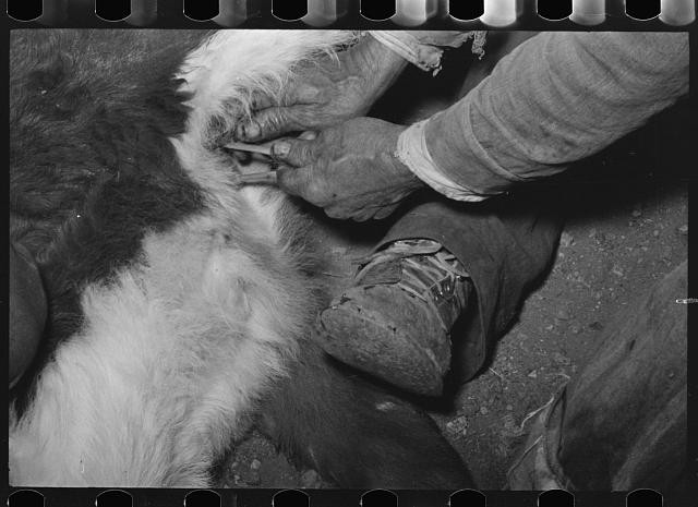 Photo:Marfa Texas 1939 Calf Castration at Cattle Roundup Ranching