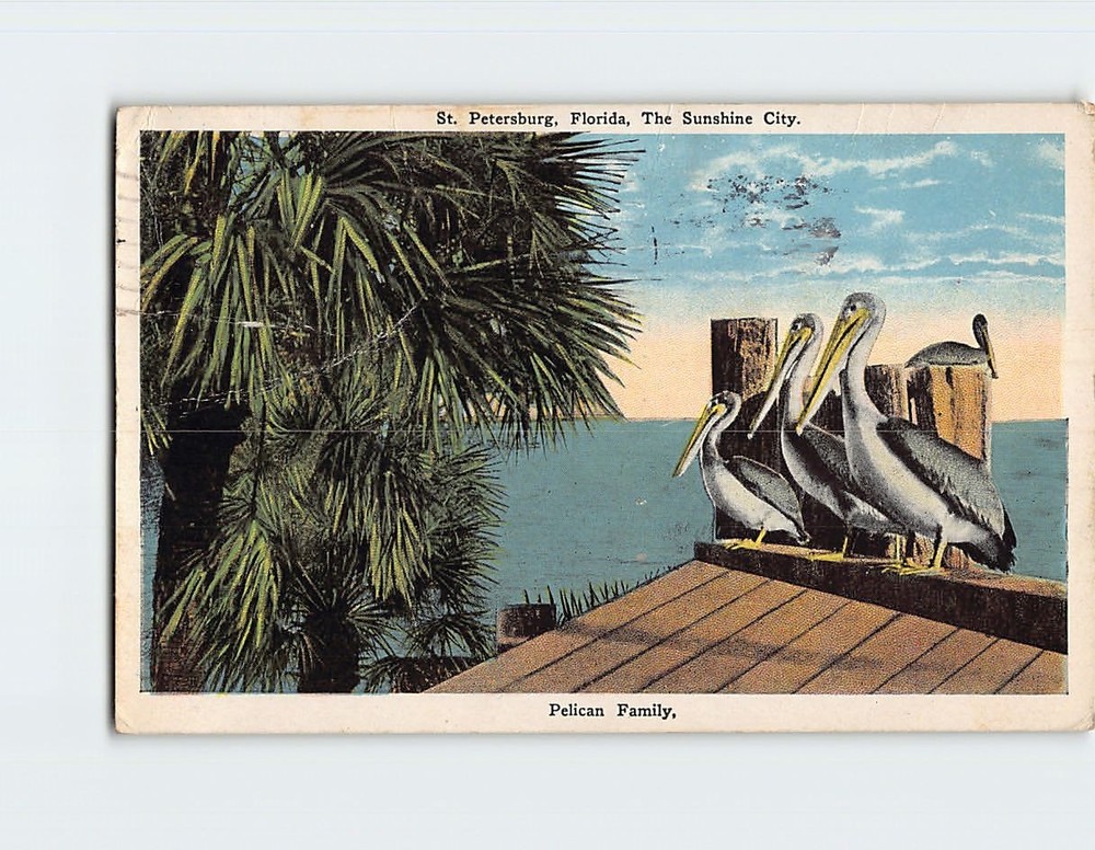 Postcard Pelican Family St. Petersburg Florida USA