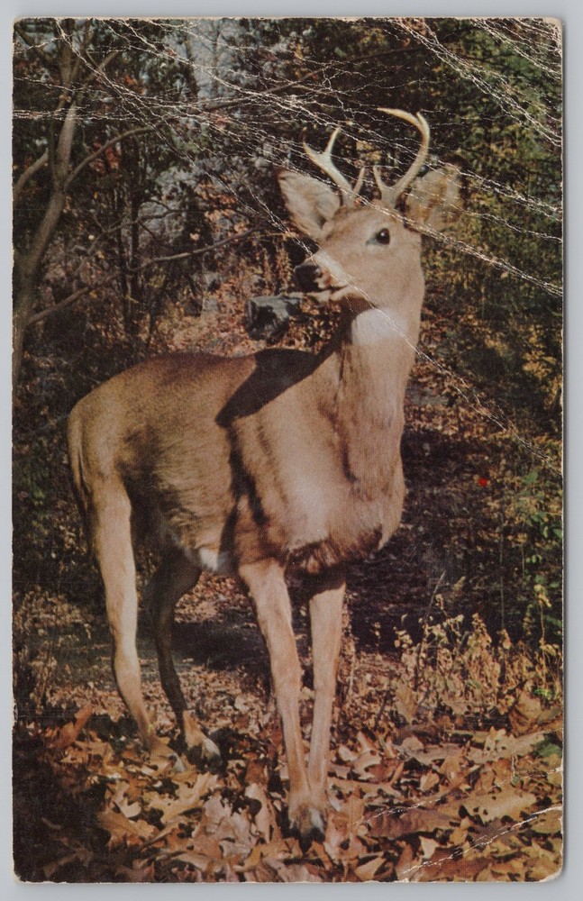 Animal~Deer-Buck in Forest in Fall~Vintage Postcard