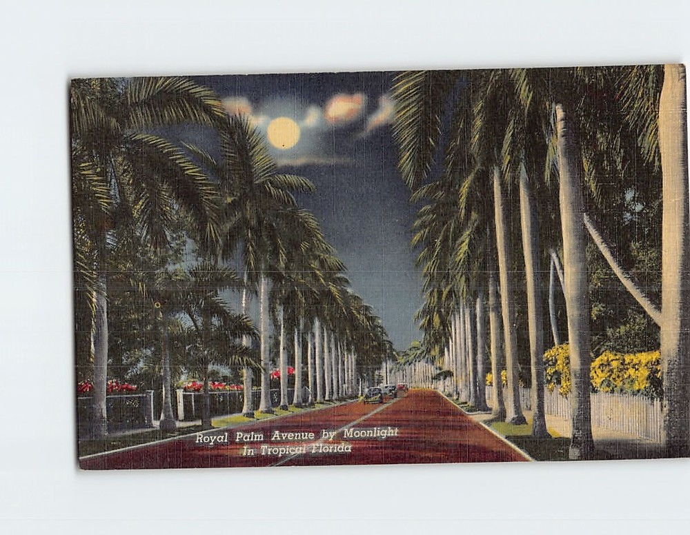 Postcard Royal Palm Avenue Florida USA