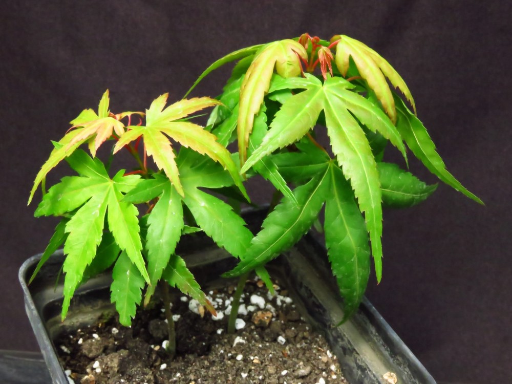 2 Acer Palmatum Ssp. Amoenum 'Mikawa Yatsubusa' Japanese Maple Trees 6