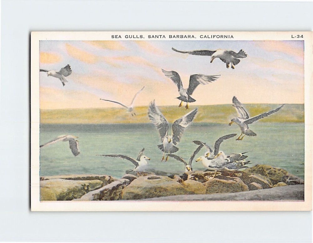 Postcard Sea Gulls Santa Barbara California USA