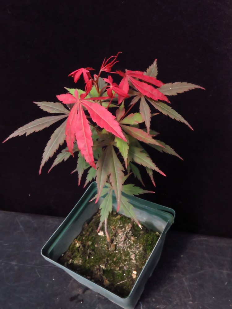Seed-Grown Acer Palmatum 'Shojo' Japanese Maple Tree 9.5