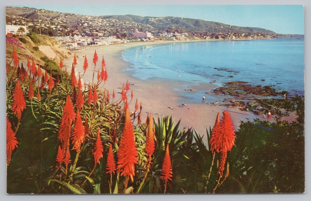 State View~Laguna Beach CA~Heisler Park Red Hot Poker Aloe~Vintage Postcard