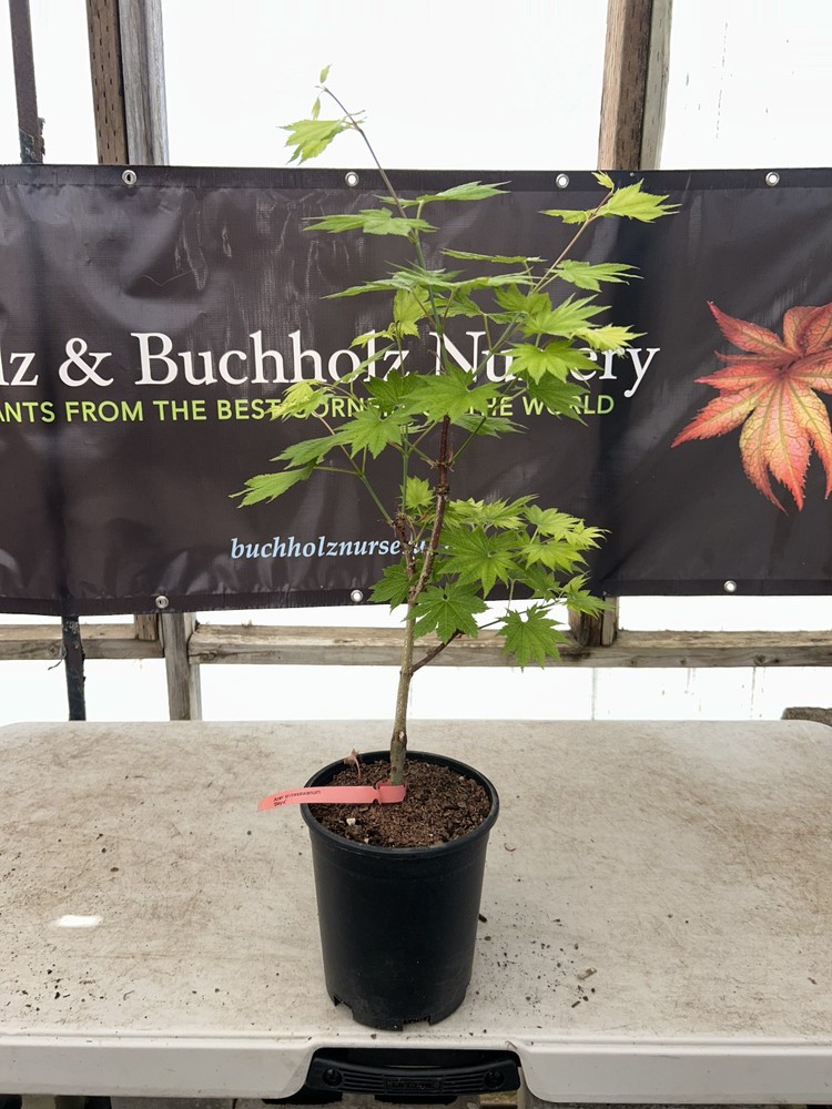 Acer shirasawanum ‘Seyu’ Full Moon Japanese Maple 1 Gallon