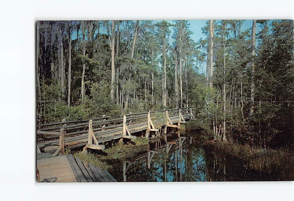 Postcard Okefenokee Swamp Park Waycross Georgia USA